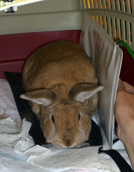 Bioresonanztherapie Kaninchen